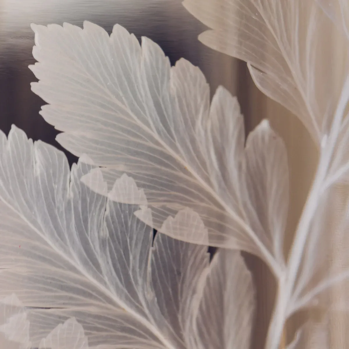 L'Herbarium de Théophile – Fougère cuir blanche – Plante immergée – Image 2