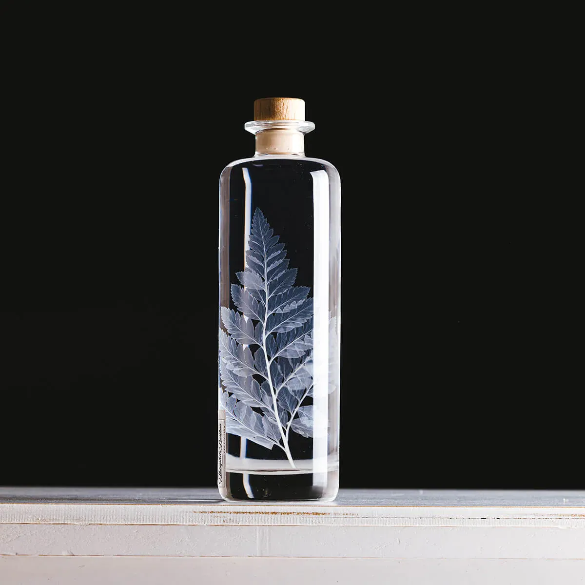 L'Herbarium de Théophile – Fougère cuir blanche – Plante immergée – Image 9